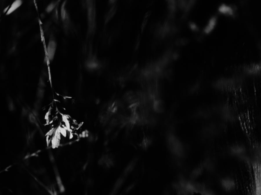 His Light Touched The Soil still 7